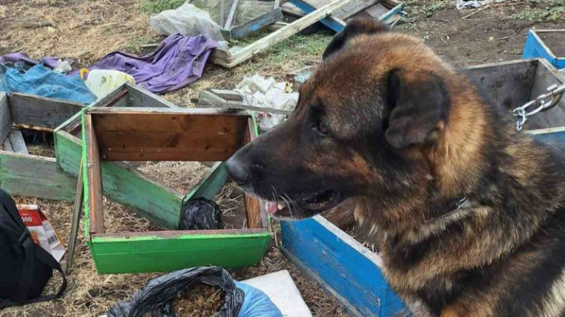 Намериха килограм марихуана, укрита в кошери в карнобатското село Смолник